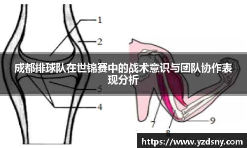 成都排球队在世锦赛中的战术意识与团队协作表现分析
